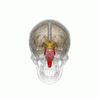 脳幹の図２