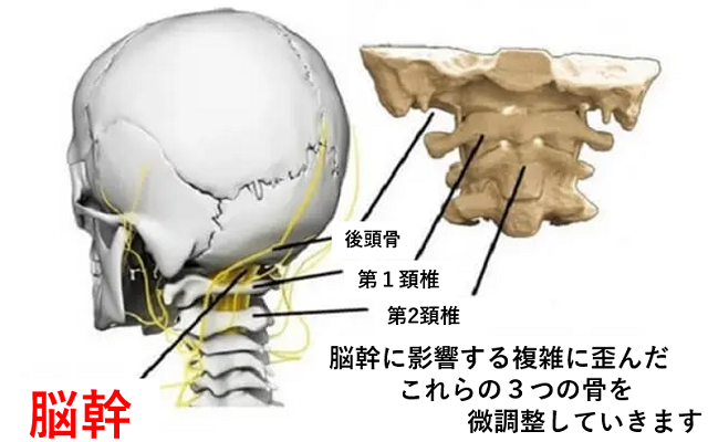 脳幹の図３